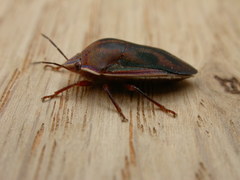 Coleotichus costatus