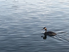 Podiceps cristatus