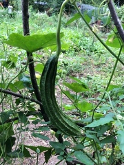 Luffa operculata