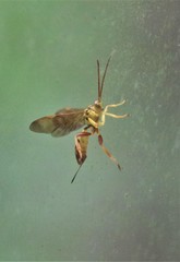 Neotheronia bicincta