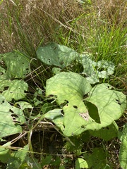 Petasites spurius