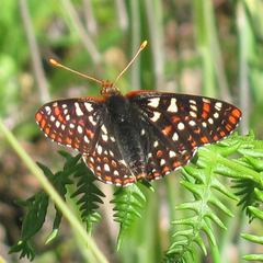 Euphydryas colon