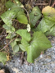 Petasites spurius