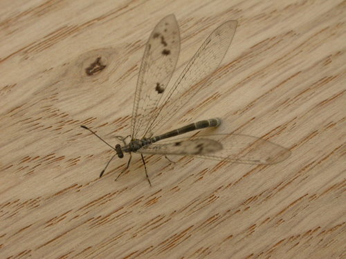 Bandidus rydalmerensis