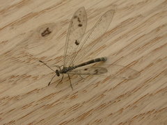 Bandidus rydalmerensis