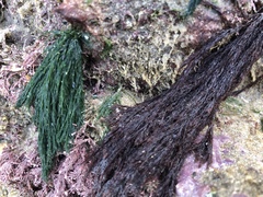 Cladophora rupestris