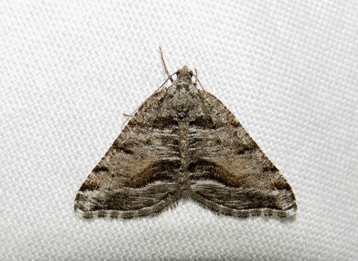 Macaria colata