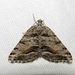Macaria colata - Photo (c) Jim Johnson, some rights reserved (CC BY-NC-ND), uploaded by Jim Johnson
