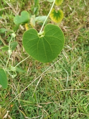 Aristolochia ringens