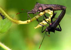 Anoplocnemis curvipes