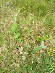 Aristolochia ringens