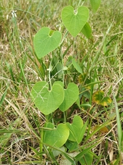 Aristolochia ringens