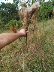 Andropogon bicornis