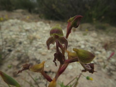 Disa spathulata spathulata