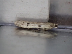 Phycitodes binaevella