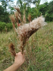 Andropogon bicornis