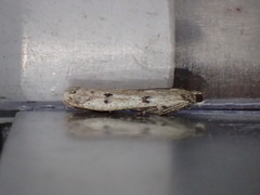 Phycitodes binaevella