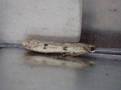 Phycitodes binaevella