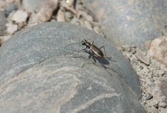 Cicindela marginipennis