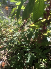 Phytolacca americana