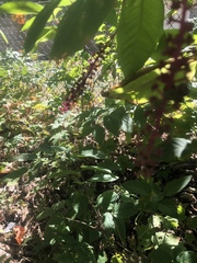 Phytolacca americana