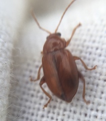 Neocrepidodera transversa