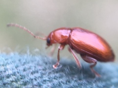 Neocrepidodera transversa