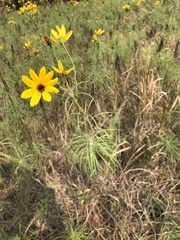 Helianthus salicifolius