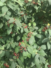 Viburnum rhytidophyllum