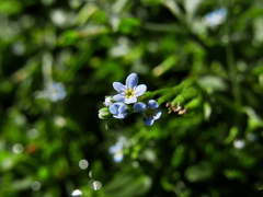 Myosotis stolonifera