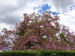 Chionanthus pubescens