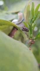 Diaphorina citri