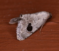 Abablemma duomaculata