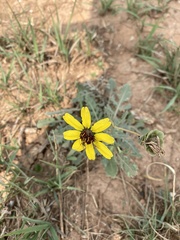 Berlandiera lyrata