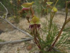 Disa spathulata spathulata