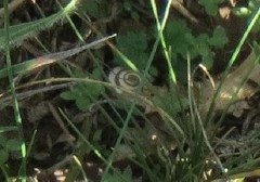 Helicella itala