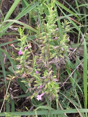 Hedeoma reverchonii