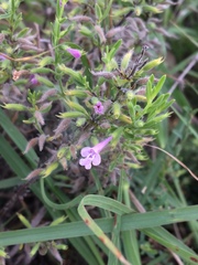 Hedeoma reverchonii