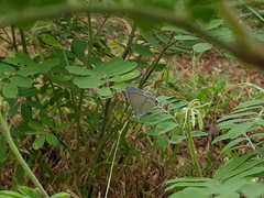 Catochrysops strabo strabo