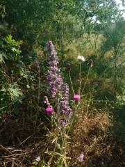 Nepeta multibracteata