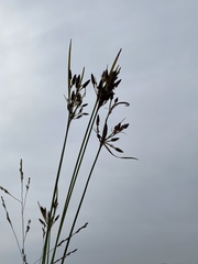 Fimbristylis tomentosa