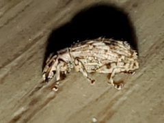 Pseudoedophrys