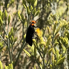 Lytta vulnerata