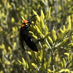 Lytta vulnerata