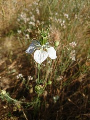 Nigella gallica