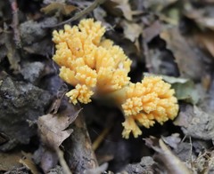Ramaria aurea