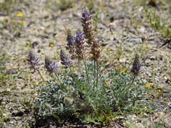 Lupinus lepidus sellulus