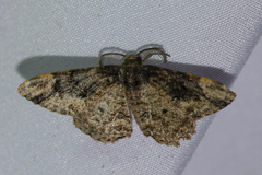 Parapholodes fuliginea