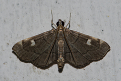 Luma sericea