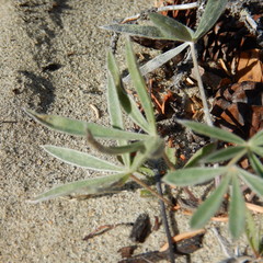 Lupinus kuschei